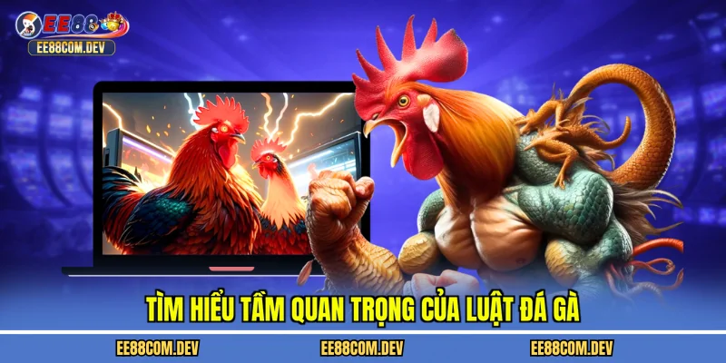 Tìm hiểu tầm quan trọng của luật đá gà